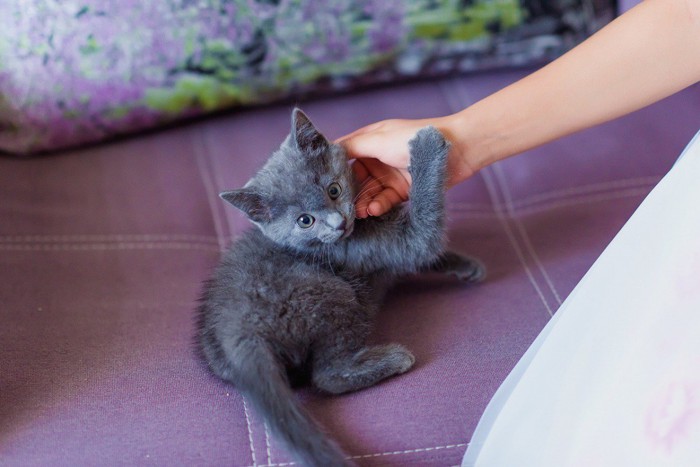 なでられるロシアンブルーの子猫