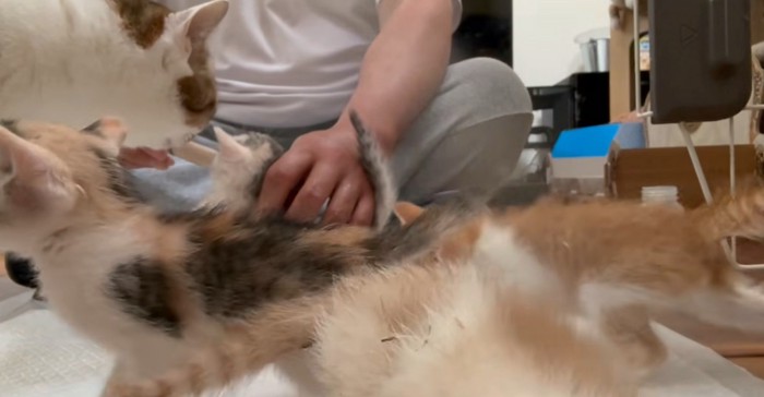離乳食に群がる子猫たち2