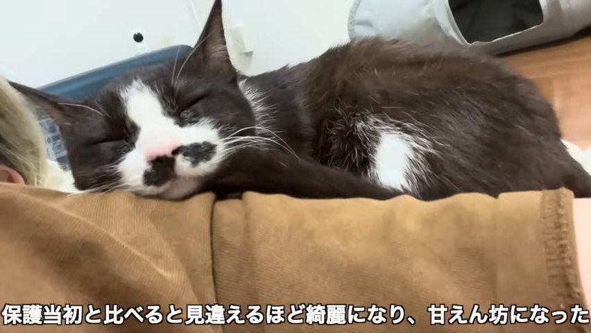 寝ている猫