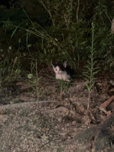 外にいる子猫
