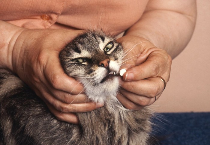 錠剤の薬を飲まされている猫