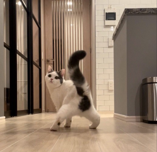 振り向く猫