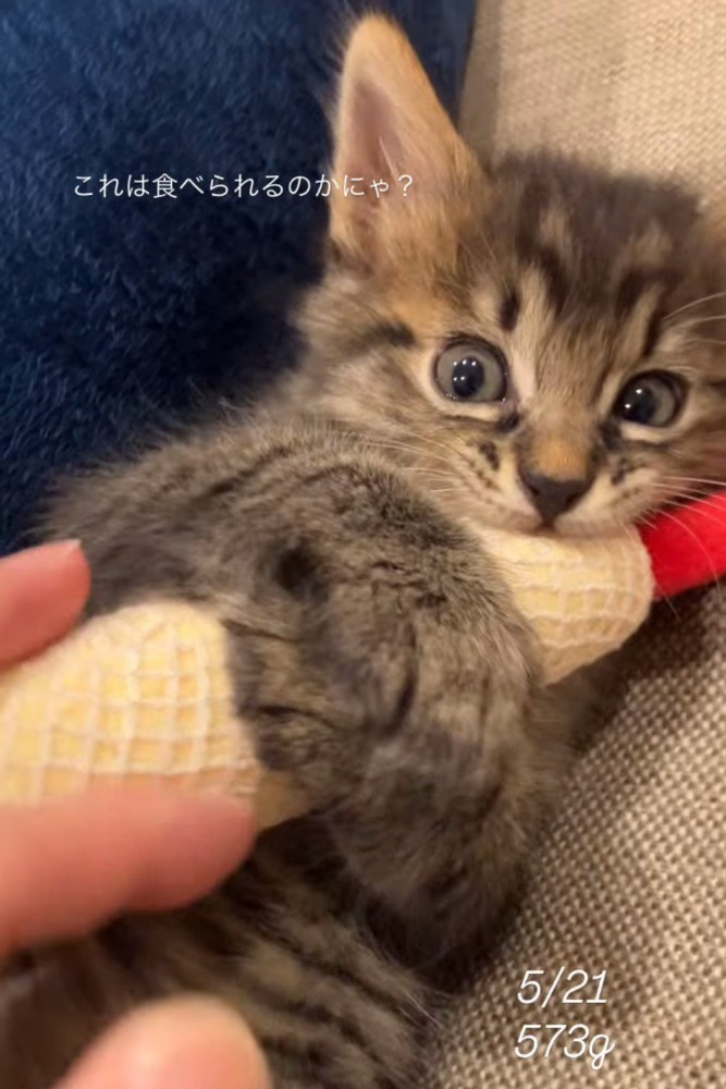 おもちゃで遊ぶ子猫
