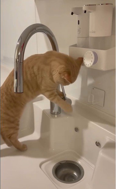 流しに立っている猫