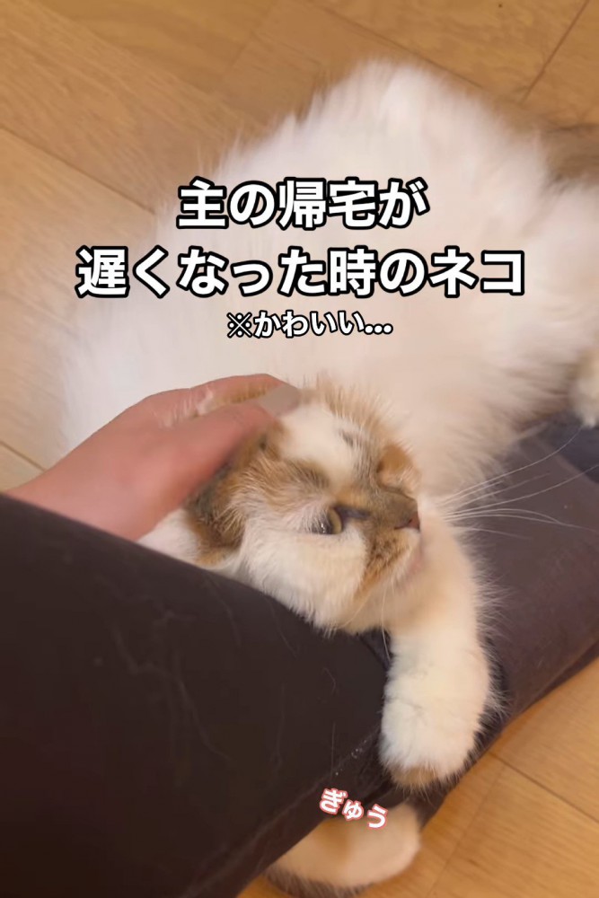 人の足にしがみつく猫