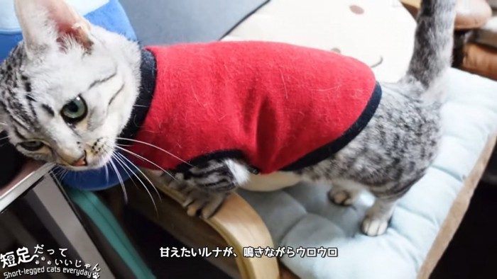 デスクにスリスリする猫