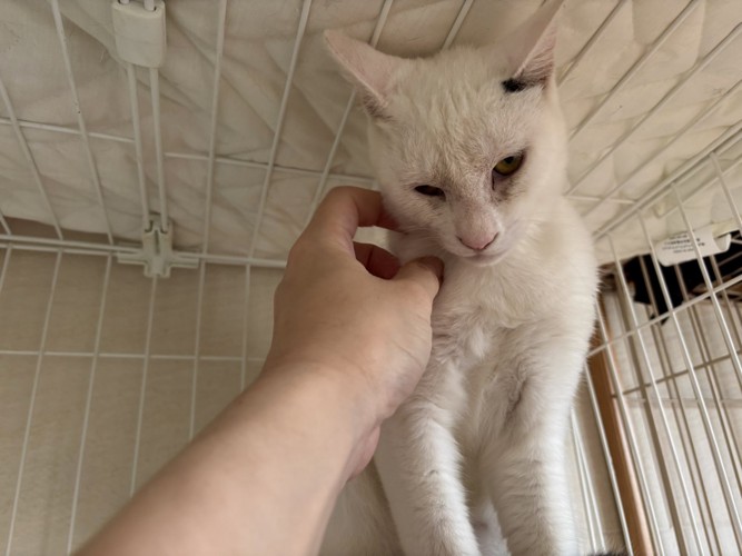 顔をなでられる猫