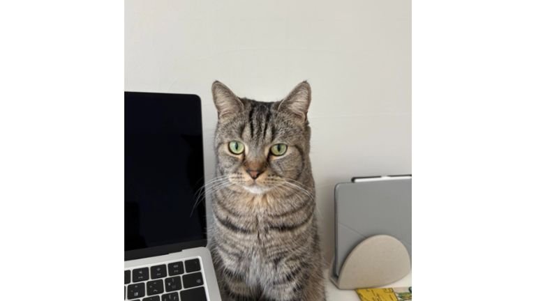 パソコン横の猫