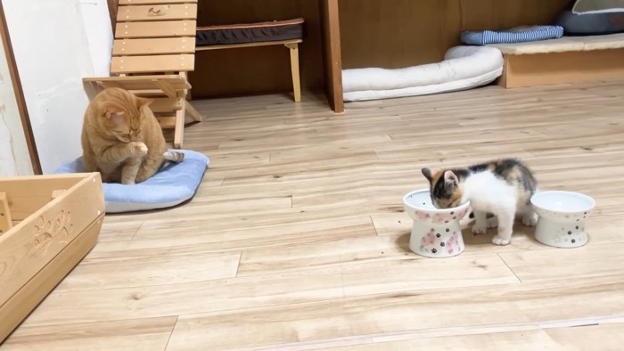 毛づくろいするうにくんと食事中の三毛ちゃん