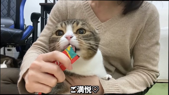 カメラに近づいておやつを食べる猫