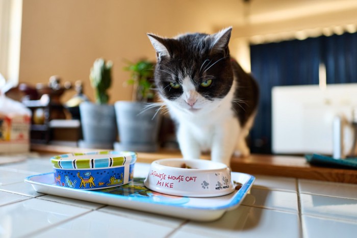 ごはんを食べない猫
