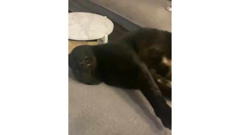 室内にいる猫