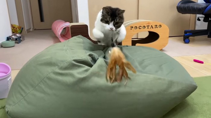 おもちゃに飛びつく猫