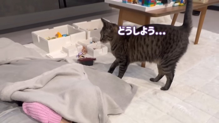 立って戸惑う猫