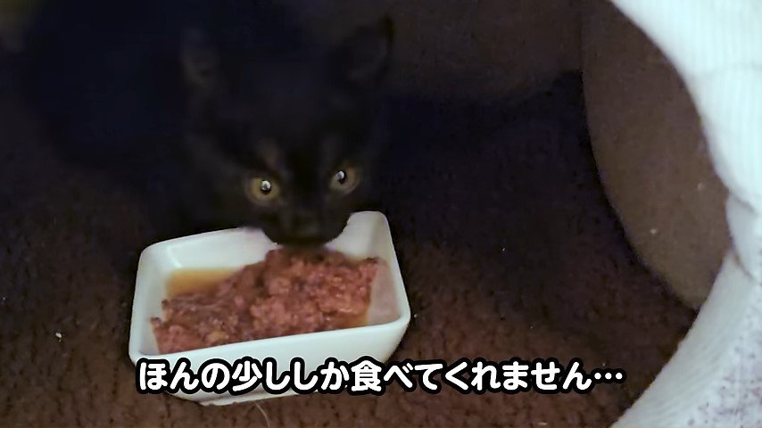 ウェットフードを食べる子猫