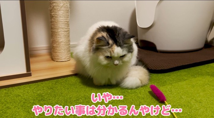 猫じゃらしを見つめる猫