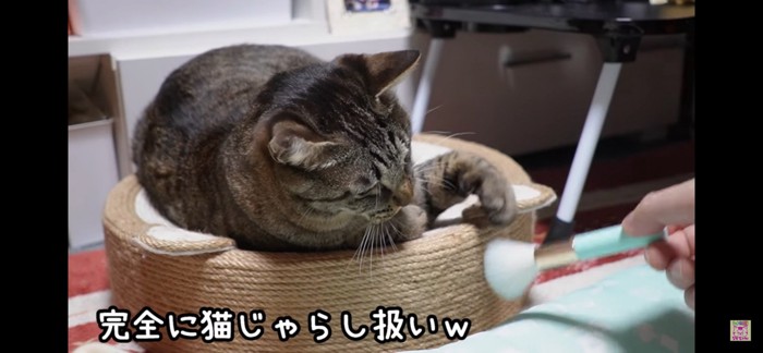 猫じゃらし