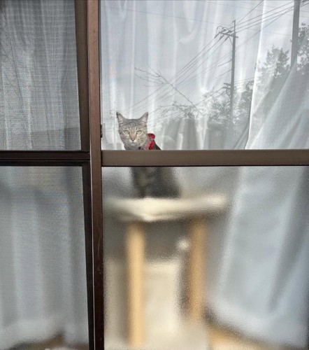 窓から外を見ている猫