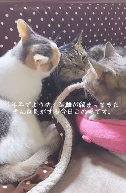 寄り添う3匹の猫