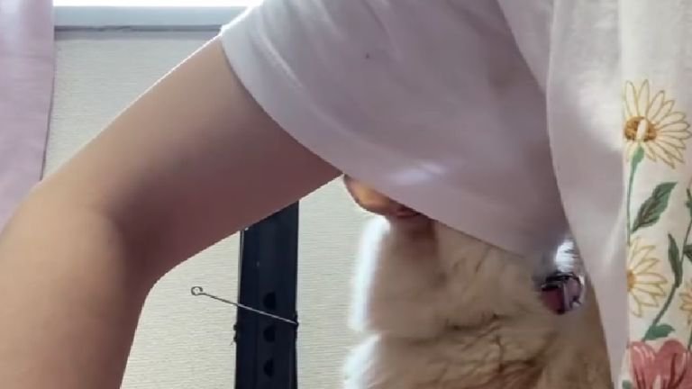 脇を嗅ぐ猫
