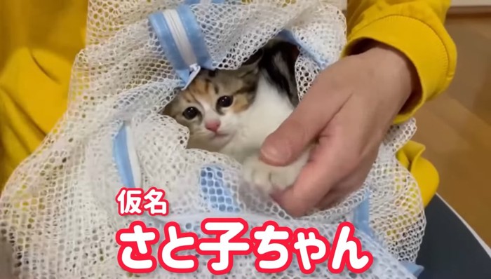 さと子ちゃんの文字と子猫