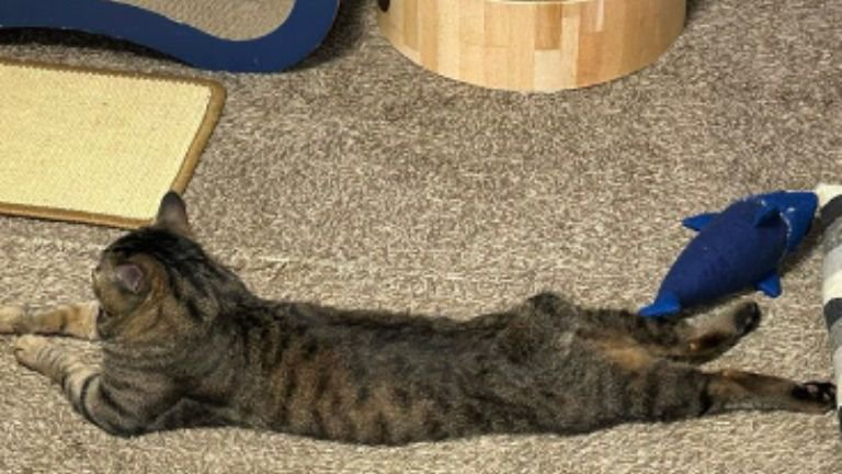 寝ている猫