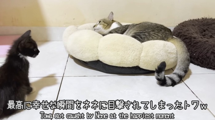 子猫のそばでふみふみをする猫