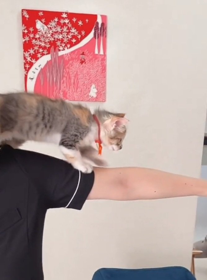 腕を歩く猫ちゃん
