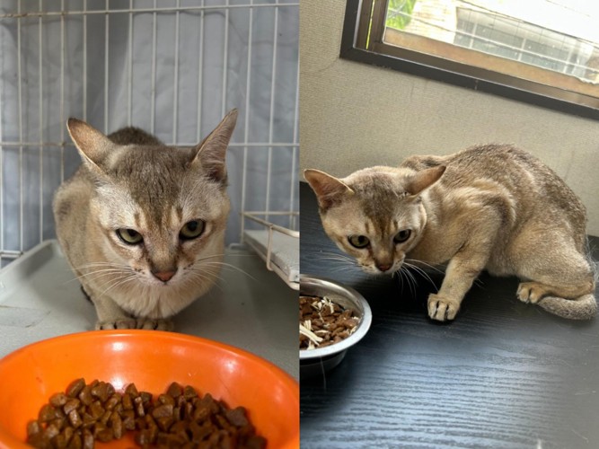 ケージの中にいる猫