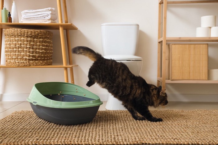 トイレから出る猫