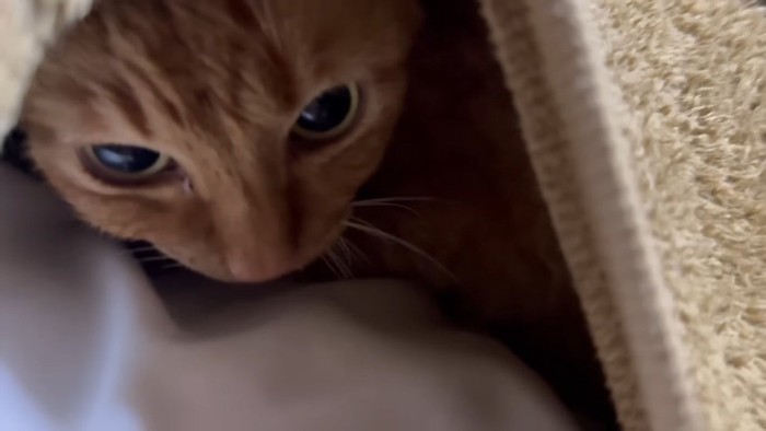 服の中にいる月ちゃん