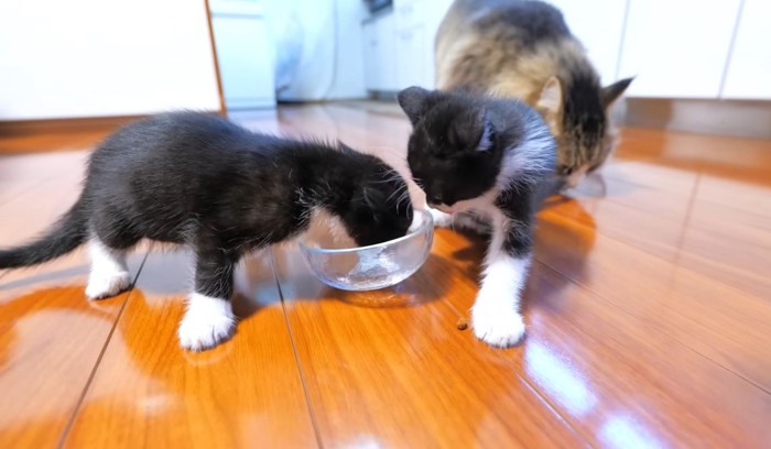 子猫2匹と背後に成猫