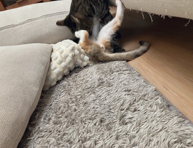 ケンカする猫
