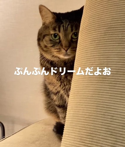 クッションの後ろに座る猫