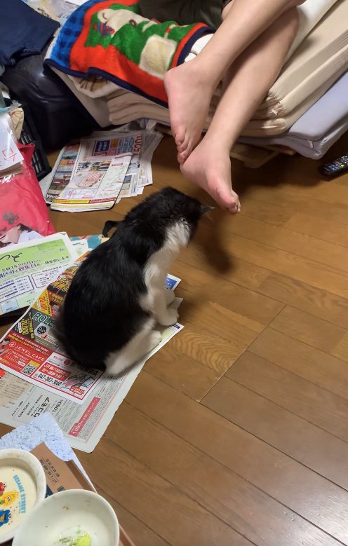 やや前傾姿勢で飼い主の足の影を見つめている子猫