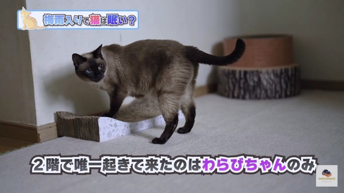 見返るシャム猫