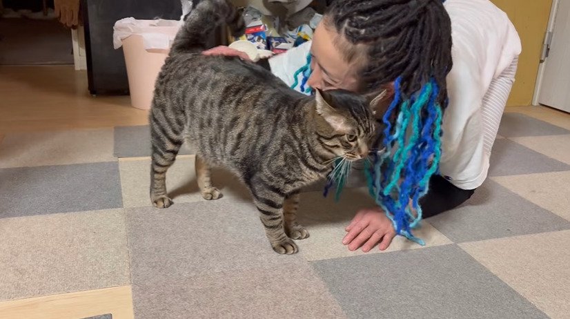 スリスリする猫