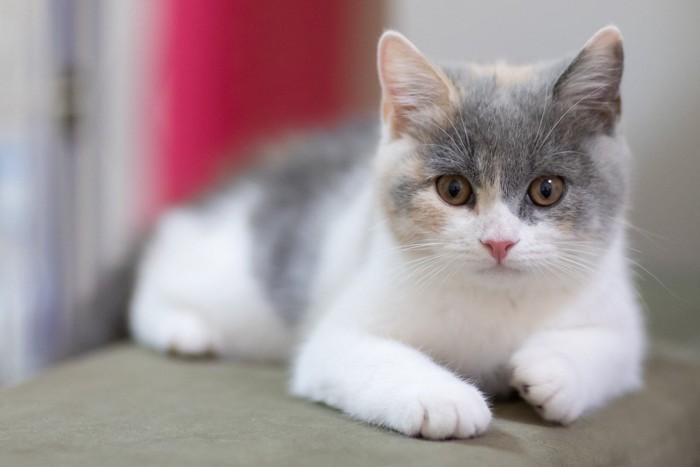 室内でくつろぐ子猫