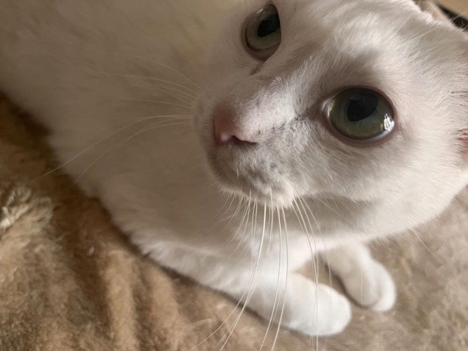 白猫