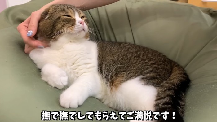 頭をなでられる猫