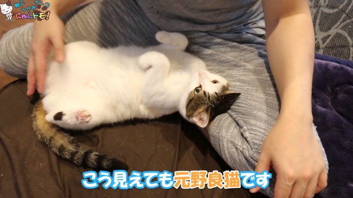 仰向けになる猫