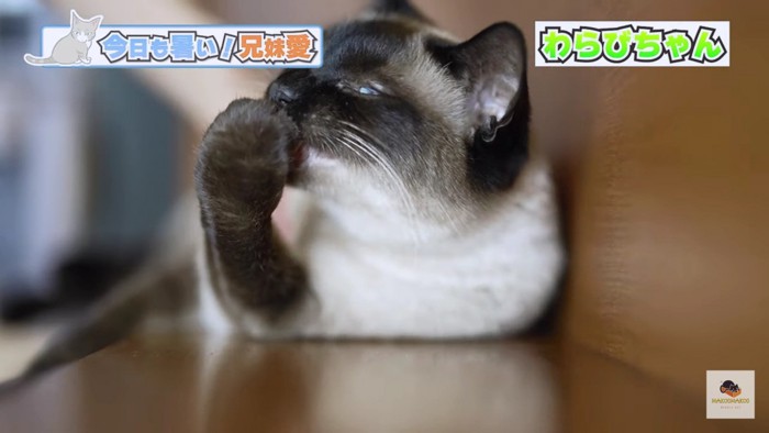 前足を舐めるシャム猫