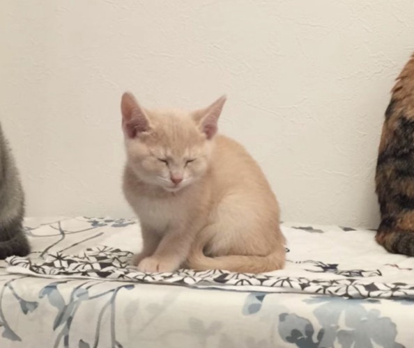 小さなきなこくん