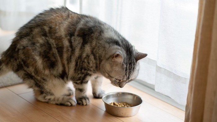 食べにくる猫