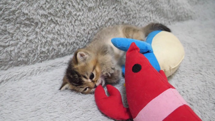 えびにもじゃれつく子猫