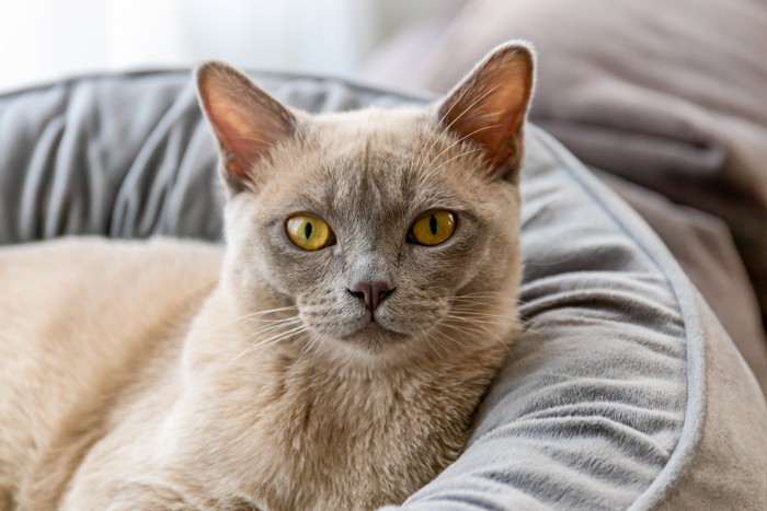 猫用ベッドの中で休んでいるバーミーズ