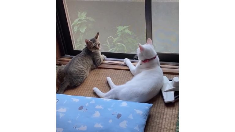 窓際にいる猫たち