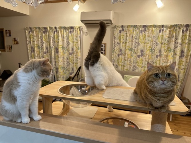 キャットタワーから降りる猫の後ろ姿と2匹の猫