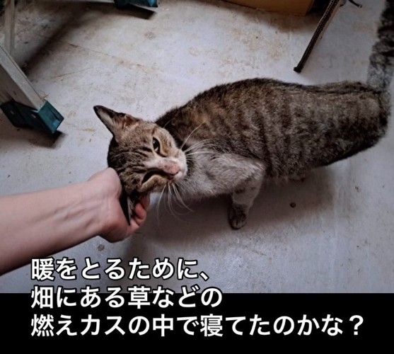 顔をなでられる猫