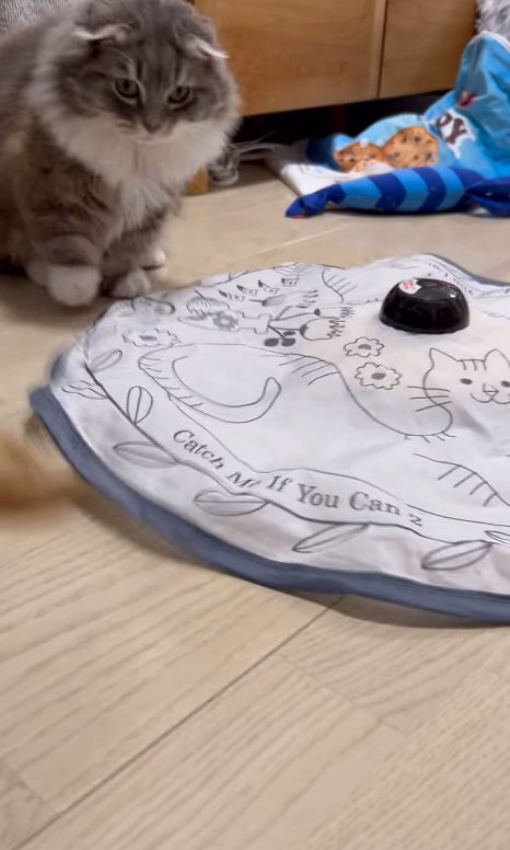 興味津々な猫